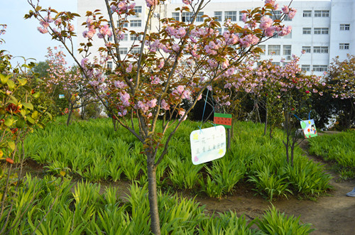 拷贝漫画
举办挂树牌活动